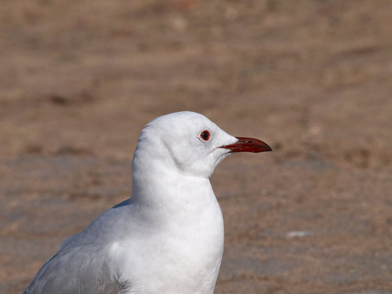 Swakopmund, Seagull